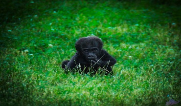 Baby Gorilla Named Charlotte