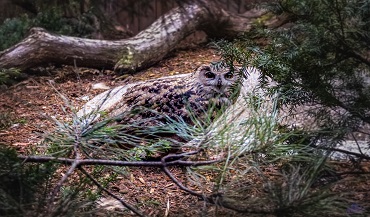 Barred Owl