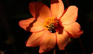 Bee on a Flower