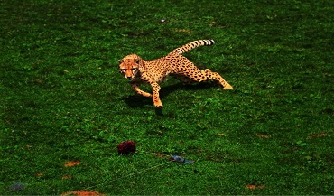 Cheetah Running