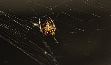 Close Up Spider