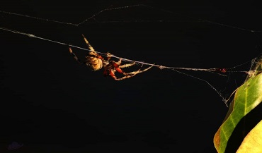 Spider In Web