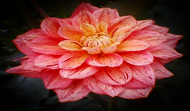 Dahlia Flower