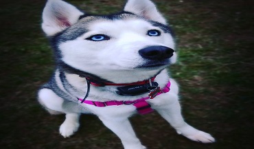 Husky with Blue Eyes