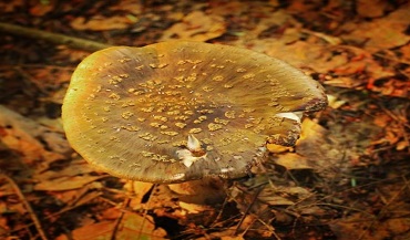 Mushroom In the Sun