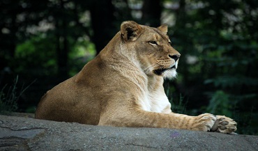 Lioness