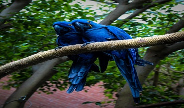 Two Hyacinth Macaws