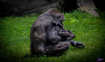 Mama Gorilla Holding a Baby Gorilla