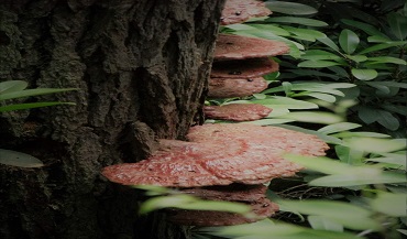 Mushrooms Growing on Tree