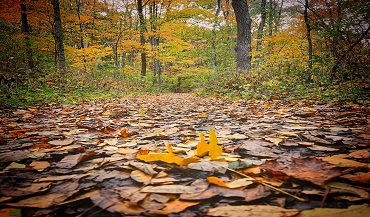 Path at Hell's Hollow