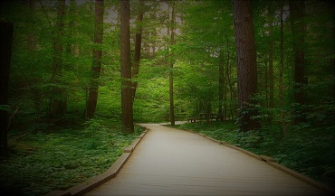 Path in Woods