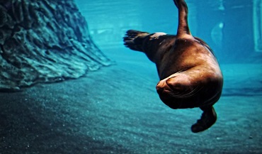 Sea Lion Swimming