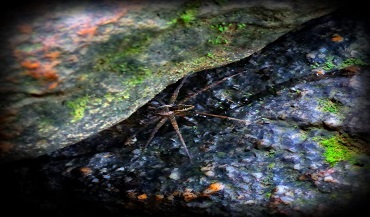 Brown Spider Between Rocks