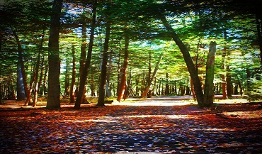 Entrance to Swallow Falls