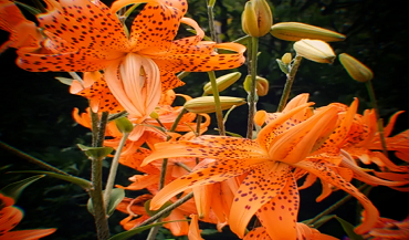 Tiger Lillies